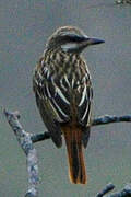 Sulphur-bellied Flycatcher