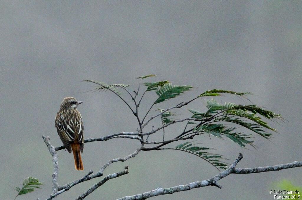 Sulphur-bellied Flycatcher