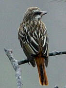 Sulphur-bellied Flycatcher