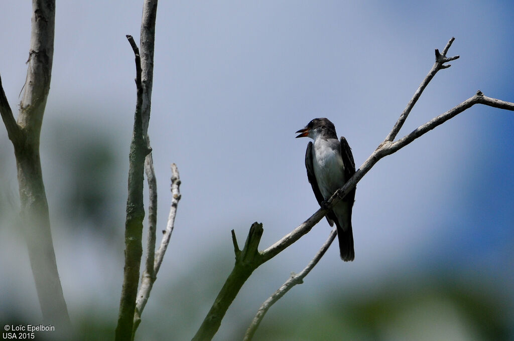 Eastern Kingbird