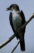 Eastern Kingbird