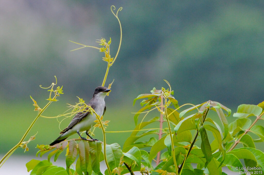 Eastern Kingbird