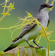 Eastern Kingbird