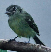 Yellow-margined Flatbill