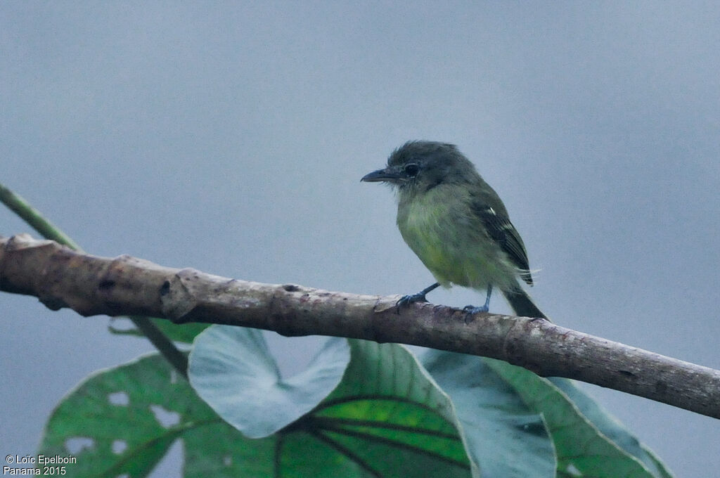 Yellow-margined Flatbill