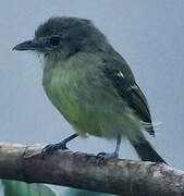 Yellow-margined Flatbill