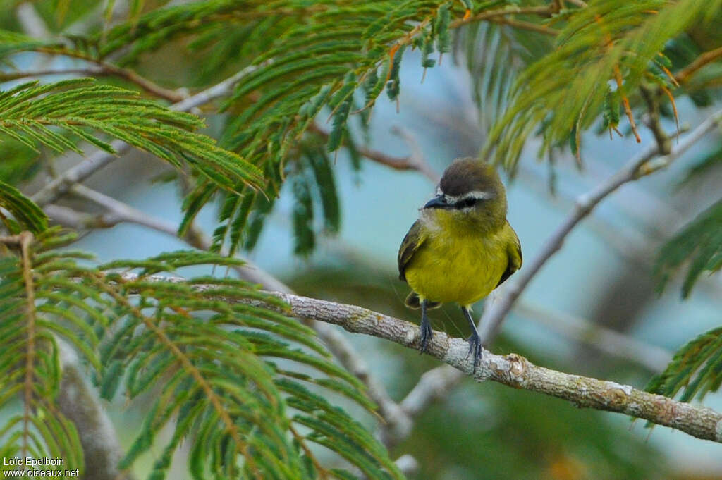 Brown-capped Tyrannulet