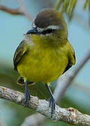 Brown-capped Tyrannulet