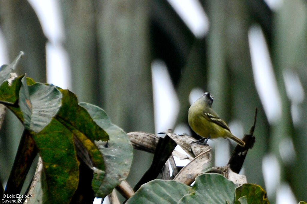 White-lored Tyrannulet