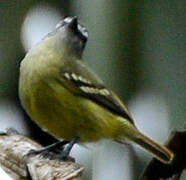 White-lored Tyrannulet