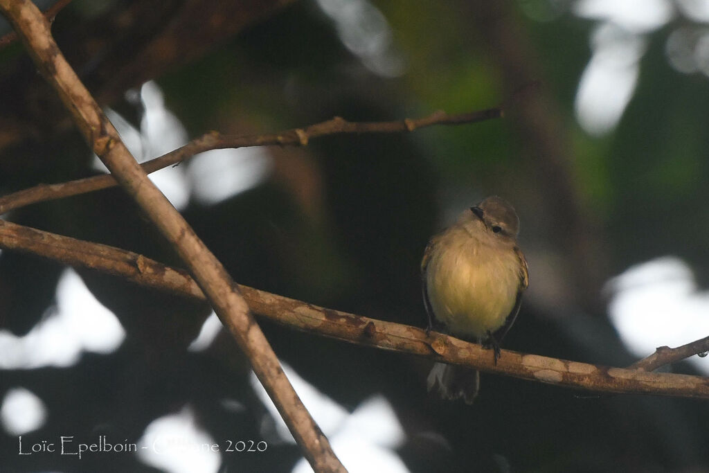 Southern Beardless Tyrannulet