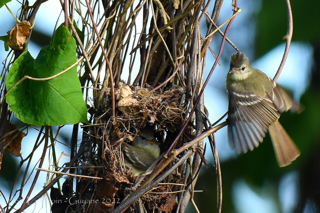 Southern Beardless Tyrannulet