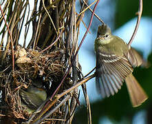 Southern Beardless Tyrannulet