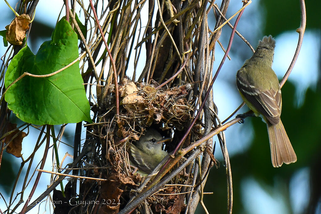 Southern Beardless Tyrannulet