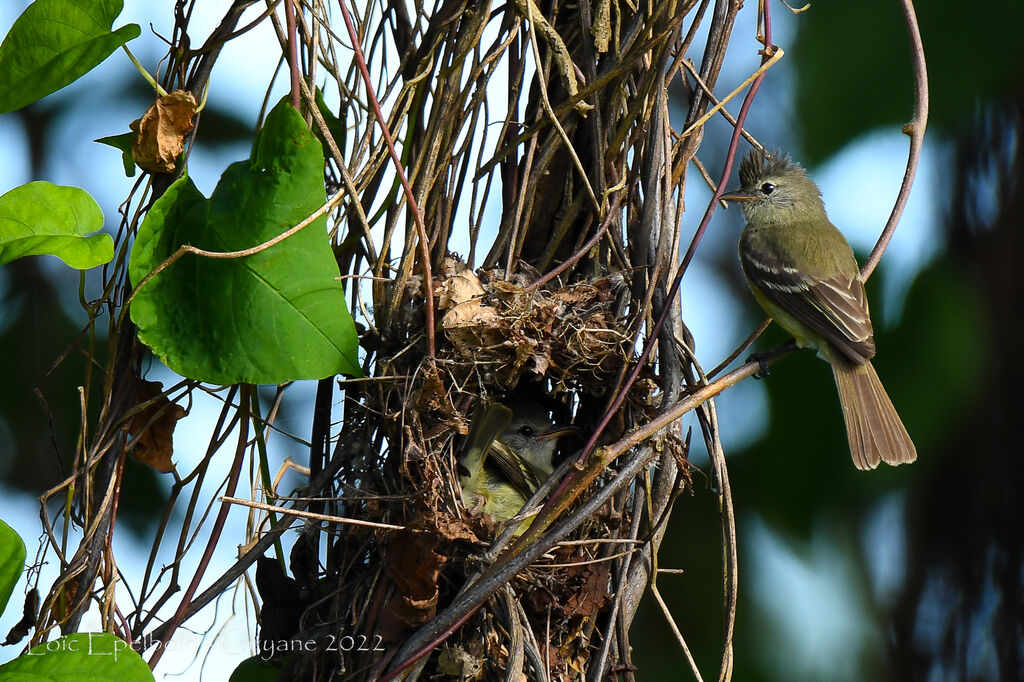 Southern Beardless Tyrannulet