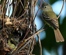 Southern Beardless Tyrannulet