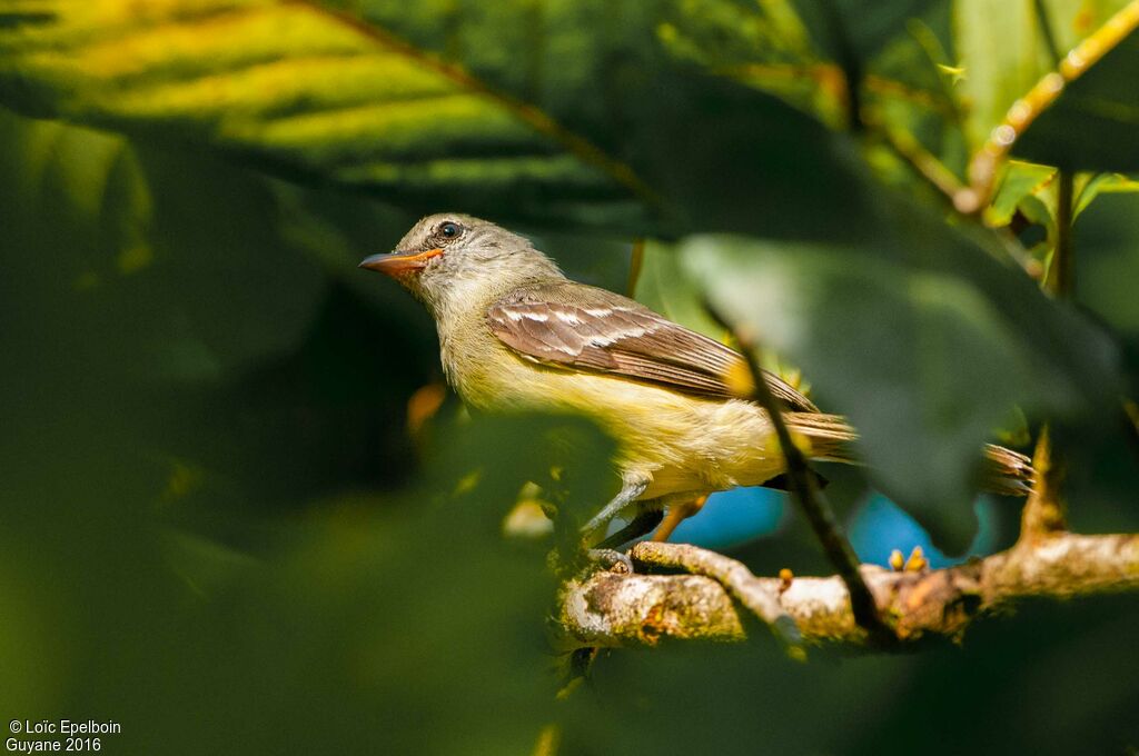 Southern Beardless Tyrannulet