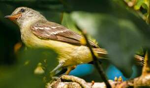 Southern Beardless Tyrannulet