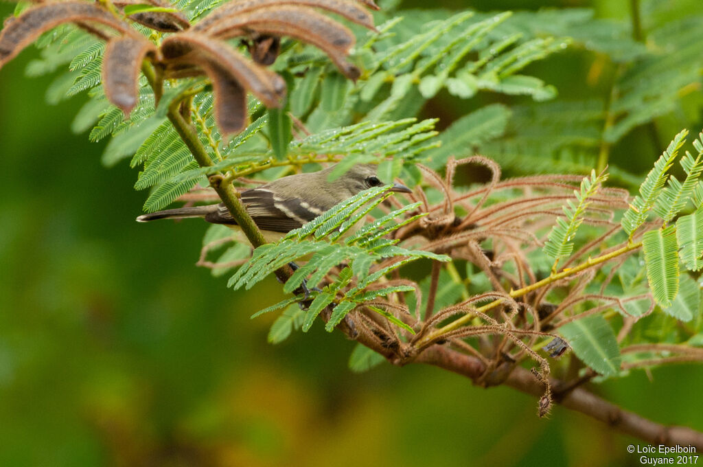 Tyranneau passegris