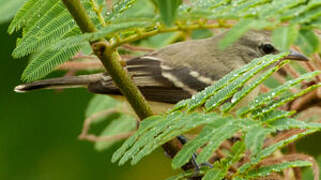 Southern Beardless Tyrannulet