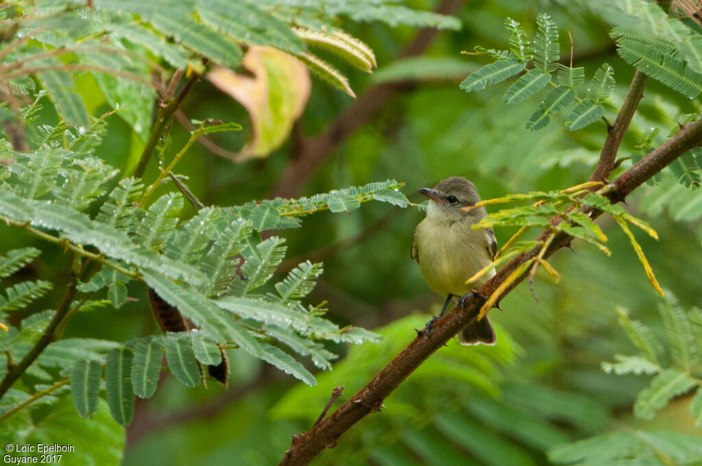 Southern Beardless Tyrannulet