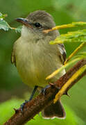 Southern Beardless Tyrannulet