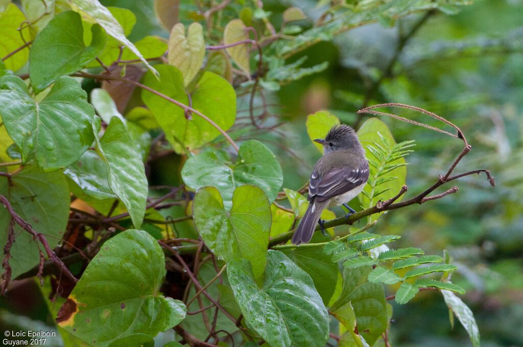 Southern Beardless Tyrannulet