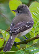 Southern Beardless Tyrannulet