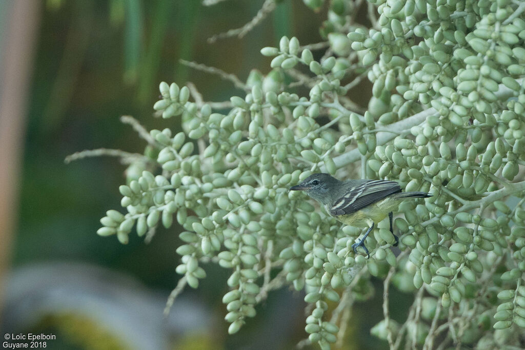 Southern Beardless Tyrannulet