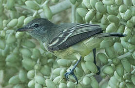 Southern Beardless Tyrannulet