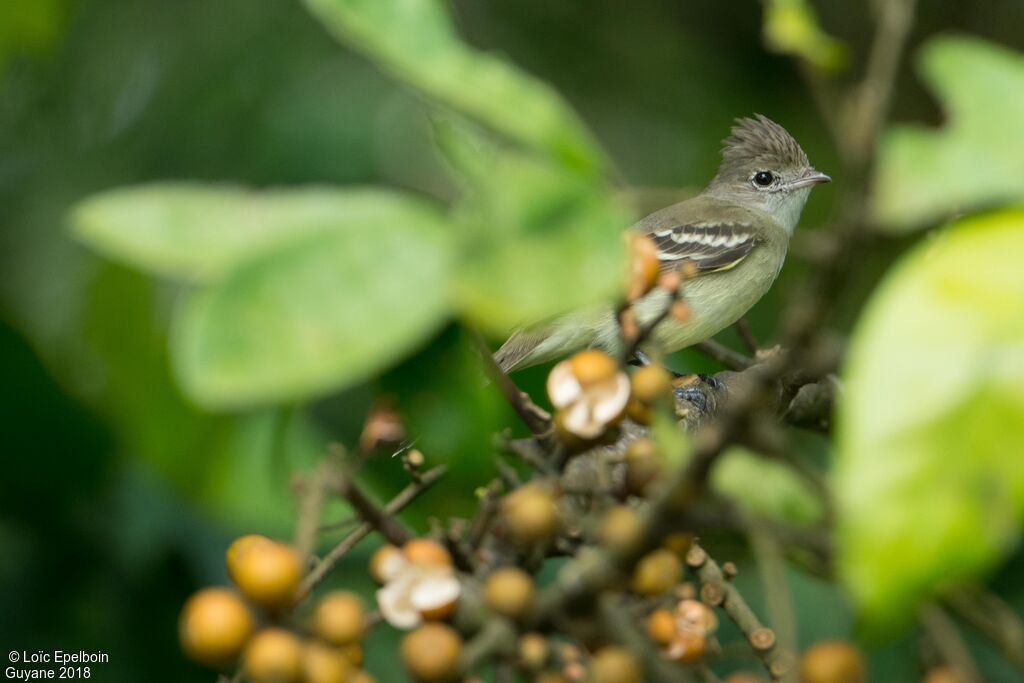 Southern Beardless Tyrannulet