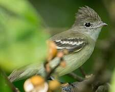 Southern Beardless Tyrannulet