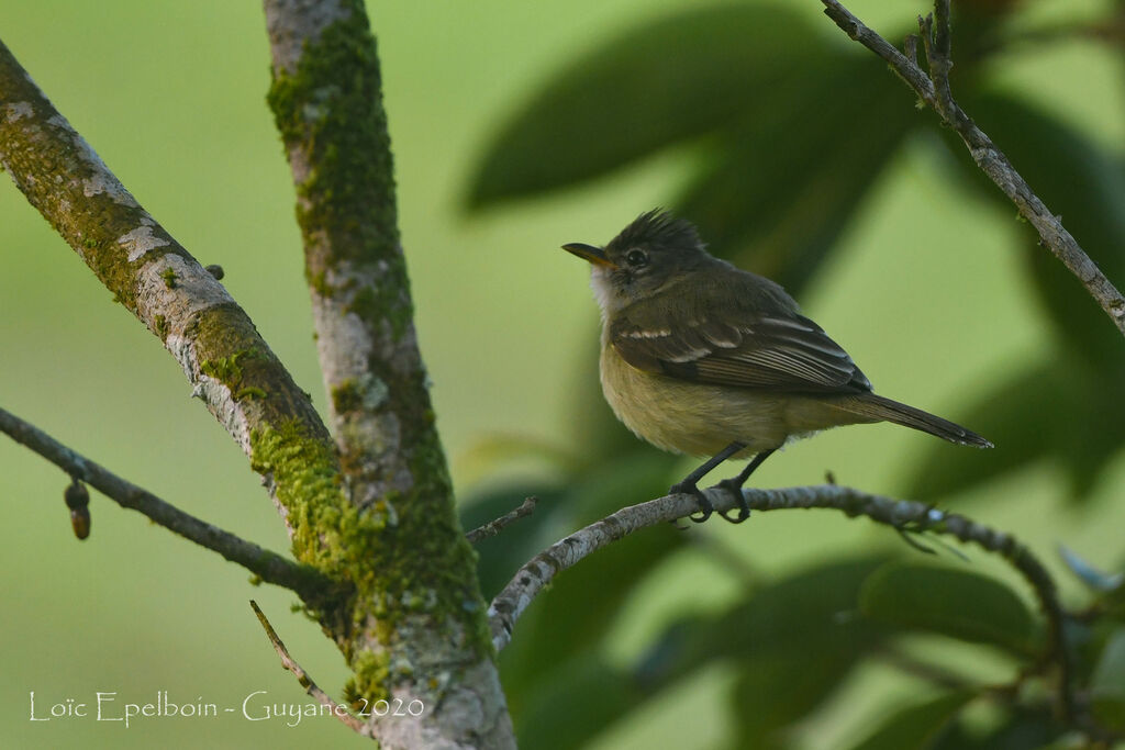 Southern Beardless Tyrannulet