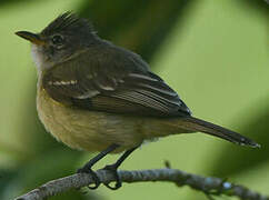 Southern Beardless Tyrannulet