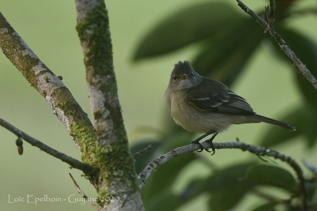 Southern Beardless Tyrannulet