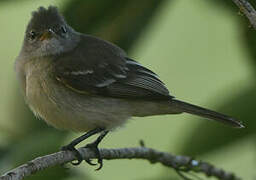 Southern Beardless Tyrannulet