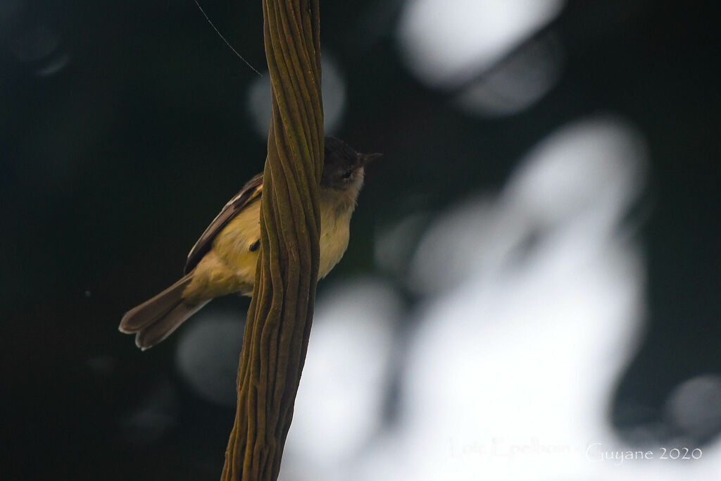 Southern Beardless Tyrannulet