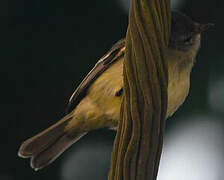 Southern Beardless Tyrannulet