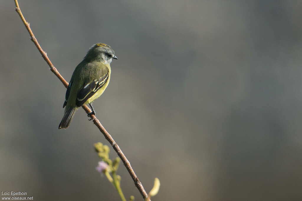 Yellow-crowned Tyrannuletadult, identification