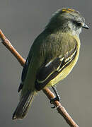 Yellow-crowned Tyrannulet