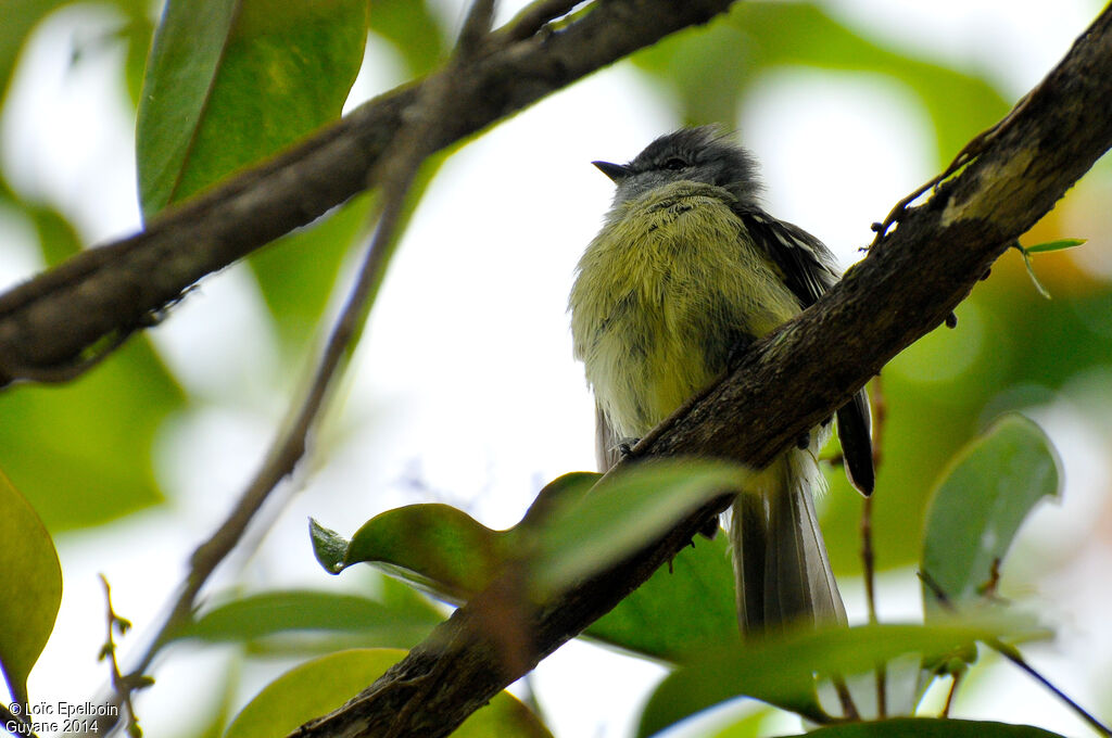 Yellow-crowned Tyrannulet