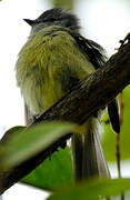 Yellow-crowned Tyrannulet