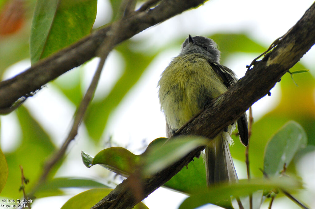 Yellow-crowned Tyrannulet