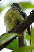 Yellow-crowned Tyrannulet