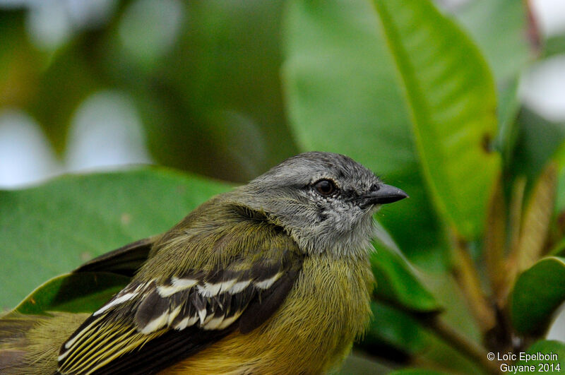 Yellow-crowned Tyrannulet