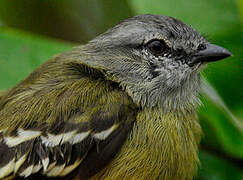 Yellow-crowned Tyrannulet