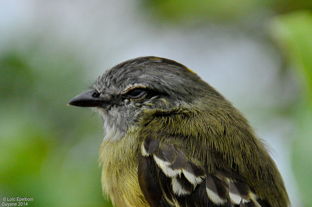 Yellow-crowned Tyrannulet