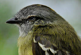 Yellow-crowned Tyrannulet