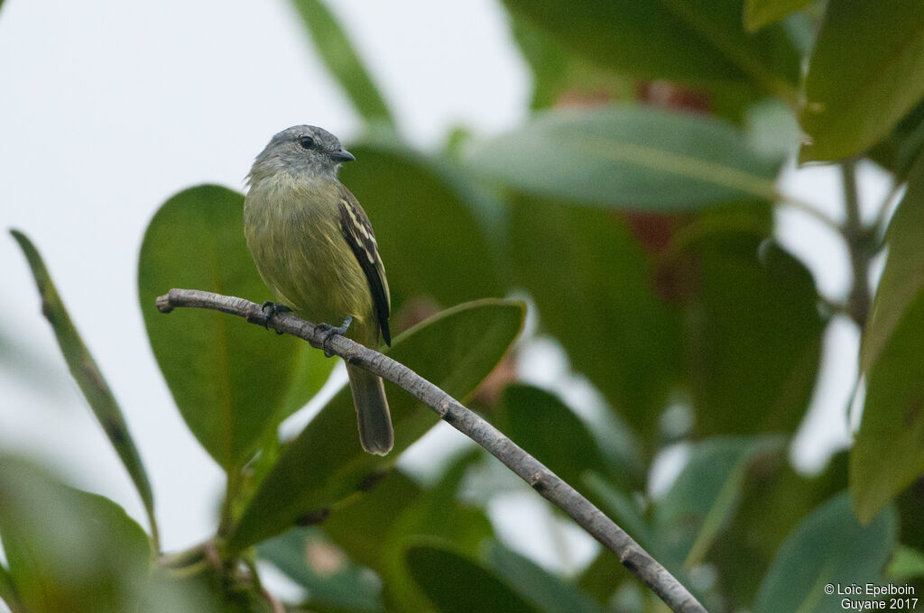 Yellow-crowned Tyrannulet