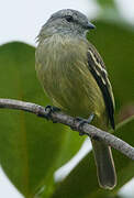 Yellow-crowned Tyrannulet